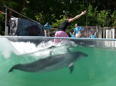 🐠 신 야시마 수족관 (신야시마스이조쿠칸) 이미지 5